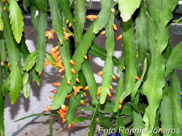 Lepismium monacantha
